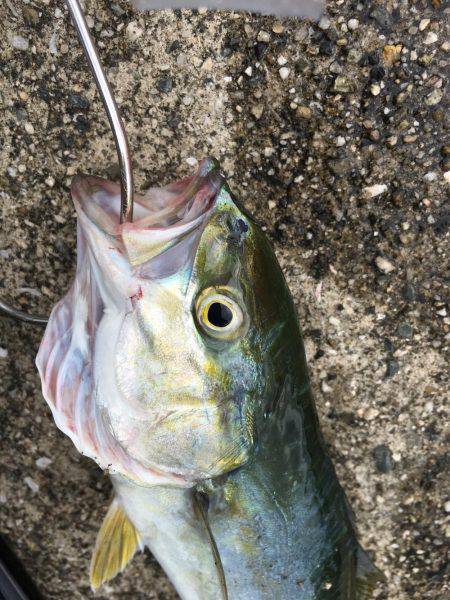 ツバス低活性？時合い不明確…