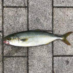 シーバス〜ツバスゲーム