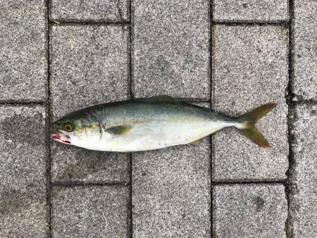 シーバス〜ツバスゲーム