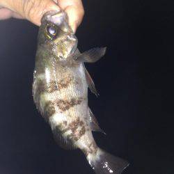 塩屋海岸でメバリング！！