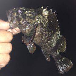 垂水漁港でガシリング！！