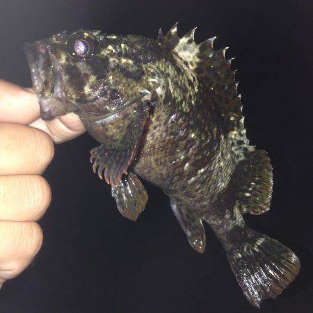 垂水漁港でガシリング！！