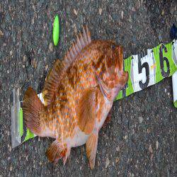 キジハタ41センチ