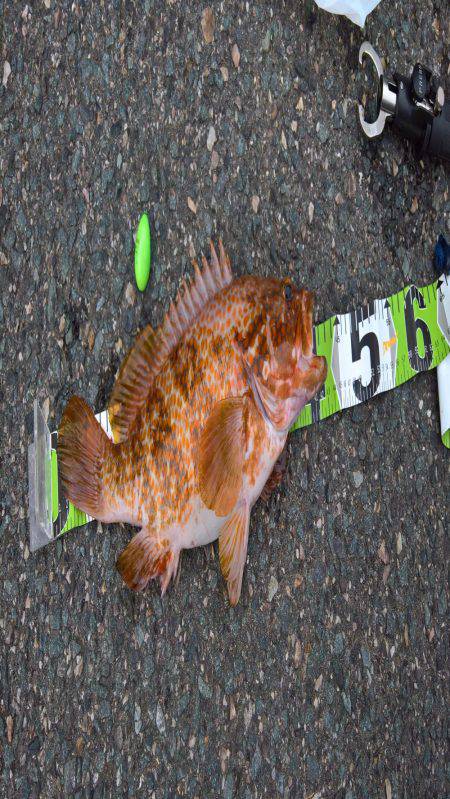 キジハタ41センチ