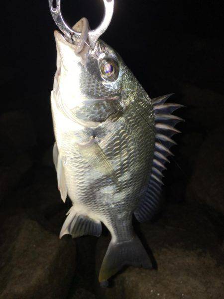 淀川キビレゲーム 6月最終日