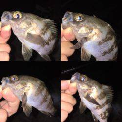 漁港で数釣りメバリング