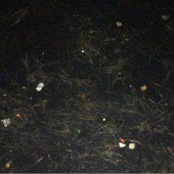 ランガンでアジを見つけるも…雨