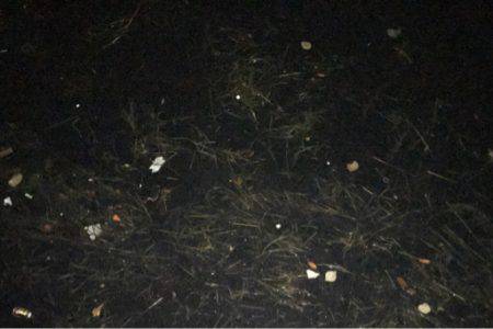 ランガンでアジを見つけるも…雨