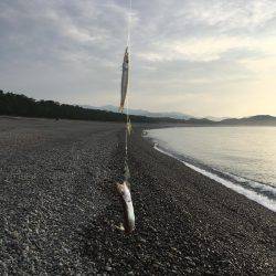 大里松原海岸 カマス37匹