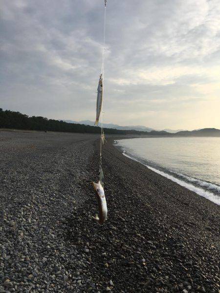 大里松原海岸 カマス37匹
