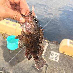 奥湾には回遊なし