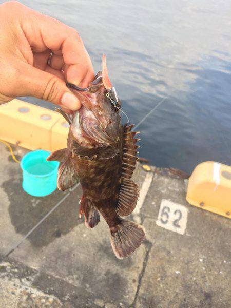 奥湾には回遊なし