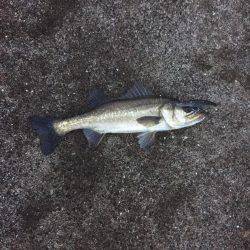 激シブシーバス