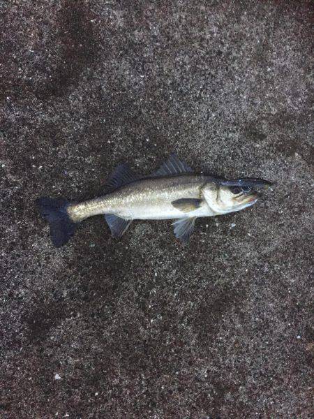 激シブシーバス