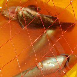 五目投げ釣り٩(•ᴗ• ٩)