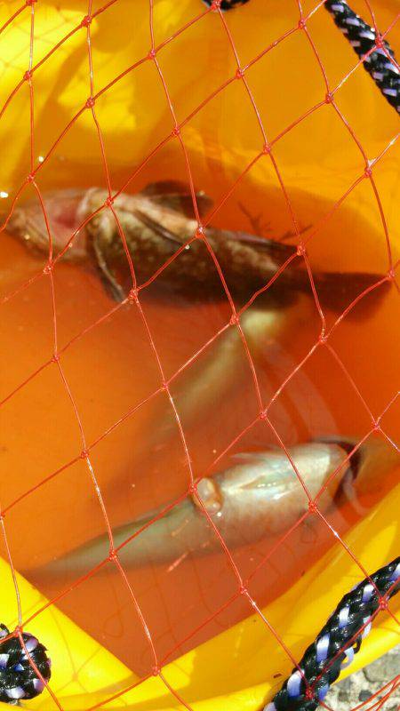 五目投げ釣り٩(•ᴗ• ٩)