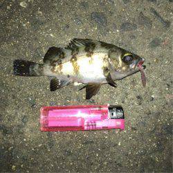 タコ全く反応なし…