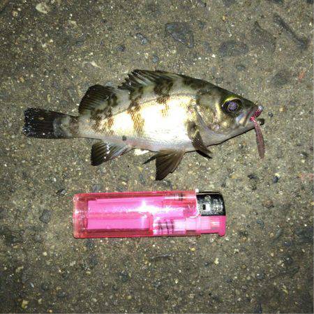 タコ全く反応なし…