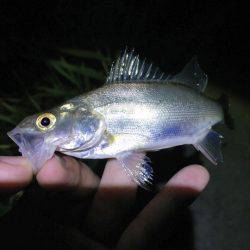 淀川チニング！デイ&ナイト