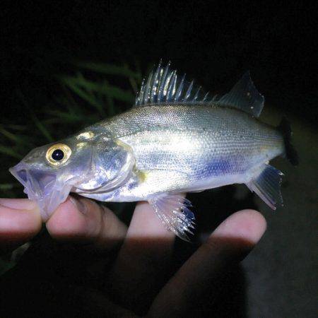 淀川チニング！デイ&ナイト