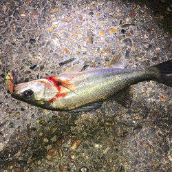 ライトでチビシーバス