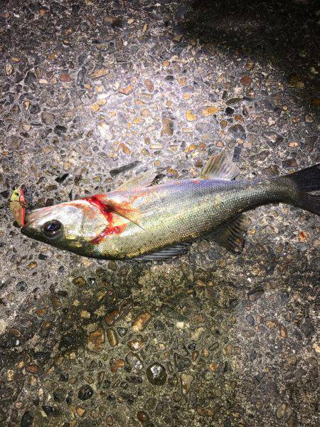 ライトでチビシーバス