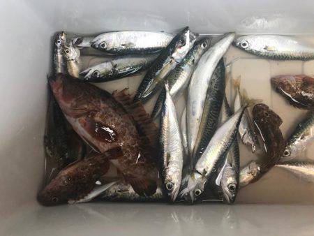 赤石東ふ頭で豆アジ、サバ、カサゴ