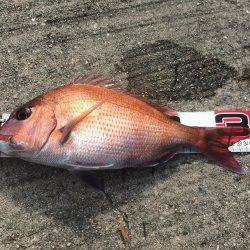 赤い君は海老が大好物でした！