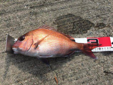 赤い君は海老が大好物でした！