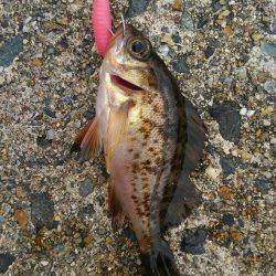 ミップル周辺で釣りをする(笑)。