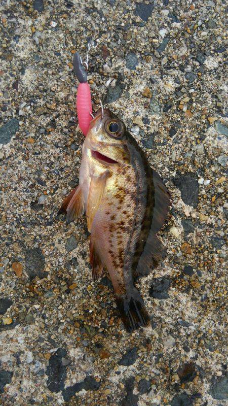 ミップル周辺で釣りをする(笑)。