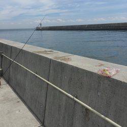 アジとスズメダイ