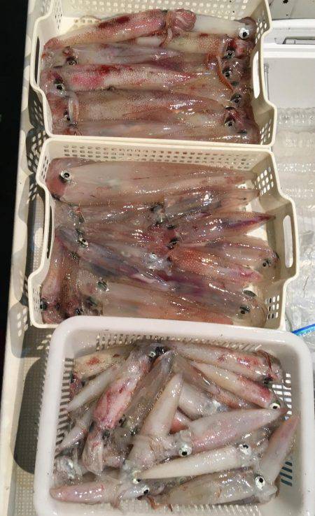 サビキ五目釣り&マイカ釣り