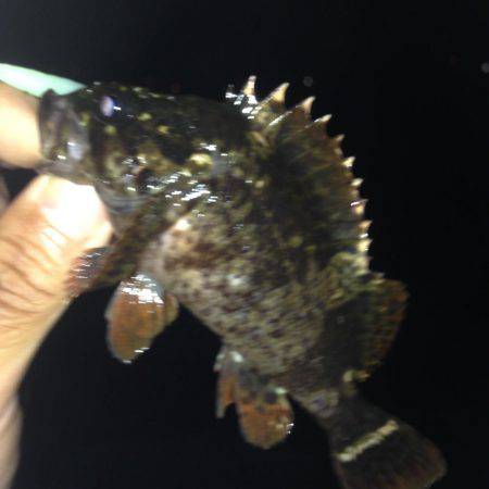 垂水漁港でガシリング