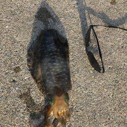 泉南ランガン❗️夏イカのはしり