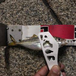 久々のアジング！