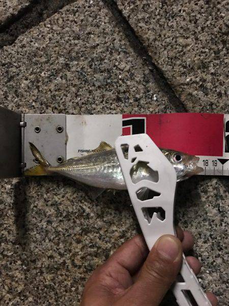 久々のアジング！