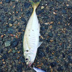 ケンサキ数釣りエギング