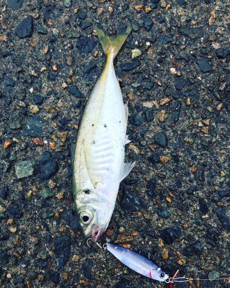 ケンサキ数釣りエギング