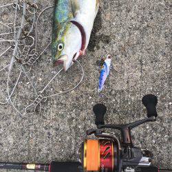 まだ一応ツバスの時合いあり