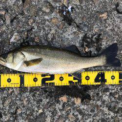 朝ハネ 好釣‼︎