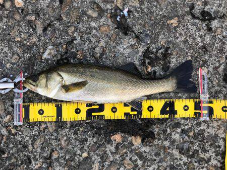 朝ハネ 好釣‼︎