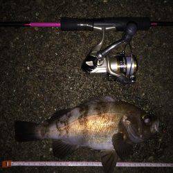 台風の後のライトゲーム