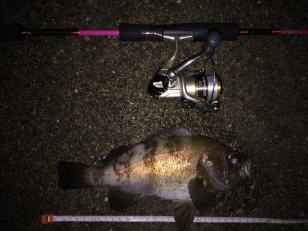 台風の後のライトゲーム