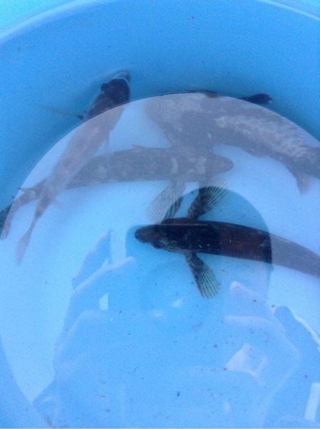 釣れたタイがおおきかったら