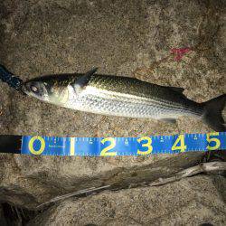 淀川キビレゲーム 台風一過