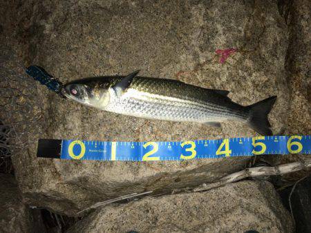 淀川キビレゲーム 台風一過