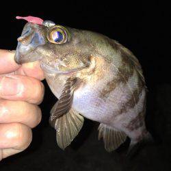 まだまだ狙える梅雨メバル！