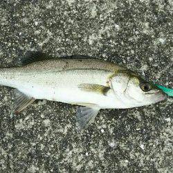 荒れ後の1発狙い