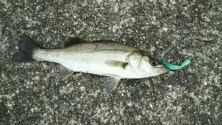 荒れ後の1発狙い